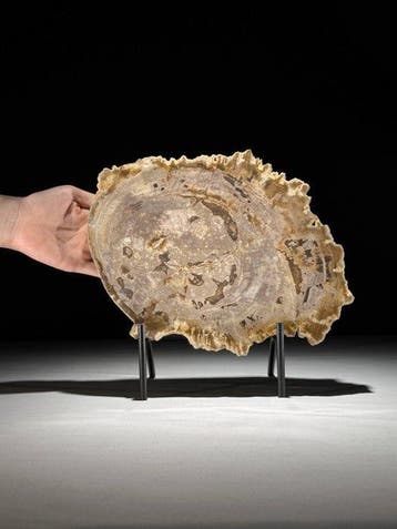 Prachtige snede van versteend hout op een op maat gemaakte