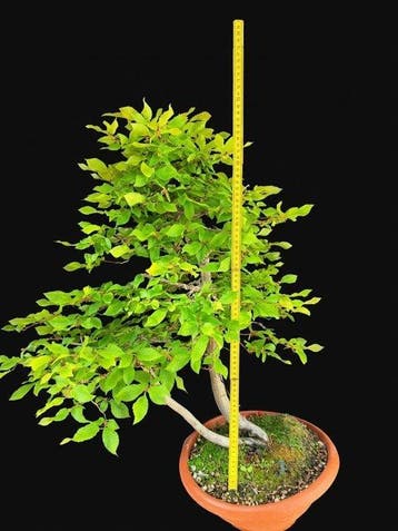 Bonsaï Charme (Carpinus) - Hauteur (arbre) : 70 cm -
