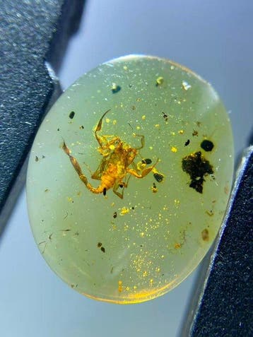 Amber - Barnsteen - Scorpion - 13.3 mm - 11 mm