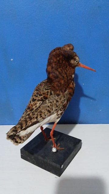 vechter Taxidermie volledige montage - Calidris prignax - 35
