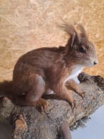 Eekhoorn Taxidermie volledige montage - Sciurus - 26 cm - 33, Nieuw