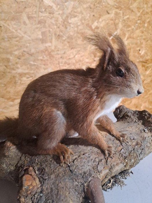 Eekhoorn Taxidermie volledige montage - Sciurus - 26 cm - 33, Verzamelen, Dierenverzamelingen