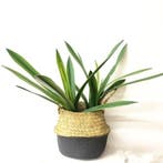 Orchideeblad cymbidium smal latex met wortel ca. 50 cm per