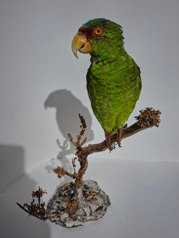 Papegaai Taxidermie volledige montage - Amazona autumnalis -, Nieuw