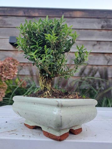 Buxus harlandii shohin bonsaï dans un pot à bonsaï. -