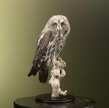 Laplanduil Taxidermie Opgezette Dieren By Max, Ophalen of Verzenden, Opgezet dier