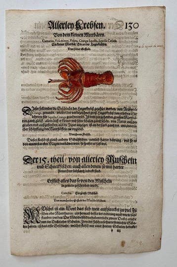 Conrad Gesner - Fischbuch - 1600