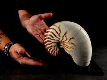 Een enorme nautilus uit de collectie Taxidermie volledige, Nieuw