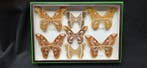 World Saturnidae / Months - ex French Mr BAILLET Collection