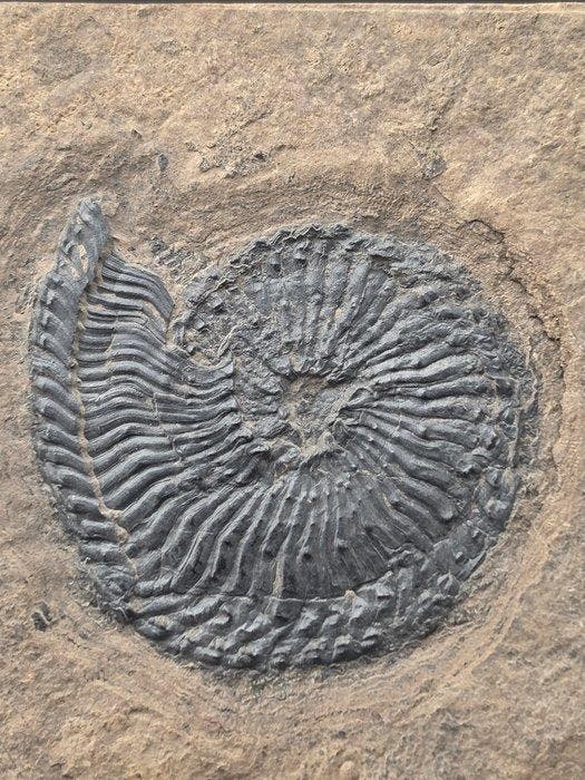 Ammoniet - Gefossiliseerd dier - Trachyceras, Collections, Minéraux & Fossiles