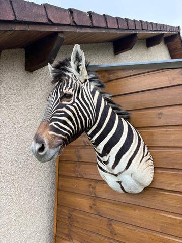 Zèbre de Burchell Support de corps entier pour taxidermie -