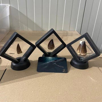Dinosaurus Tand - Mosasaurus - 47 mm - 32 mm - 19 mm - (3), Collections