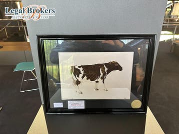 Death NYC Cow, Ophalen of Verzenden, Zo goed als nieuw, Overige typen