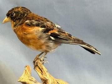 Peppola Support de corps entier pour taxidermie - Fringilla