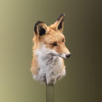 Vos Taxidermie Opgezette Dieren By Max, Ophalen of Verzenden, Opgezet dier