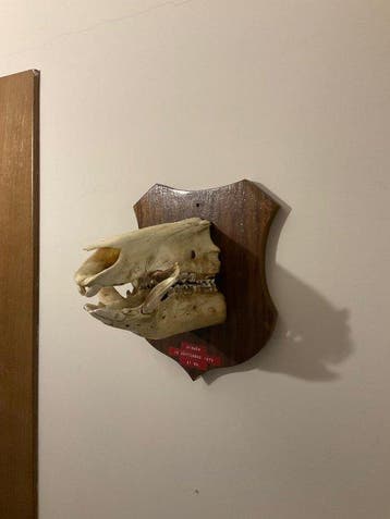 Wild zwijn Schedel van een zoogdier - Sus Scrofa - 25 cm -