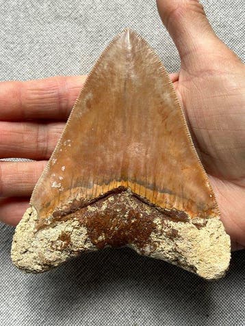Megalodon tand 12,2 cm - Fossiele tand - Carcharocles