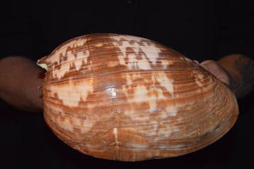 Escargot de mer Coquillage marin - S-552 MELO AMPHORA (Sans, Collections
