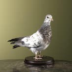 Duif Taxidermie Opgezette Dieren By Max, Ophalen of Verzenden, Nieuw, Vogel, Opgezet dier