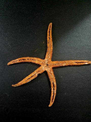 Zeester Taxidermie volledige montage - étoiles de mer