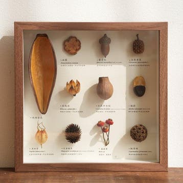 Verschillende zaadmonsters Taxidermie volledige montage -