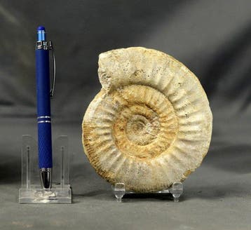 Fijn ammoniet - Gefossiliseerd dier - Collotia discus ( 12, Verzamelen