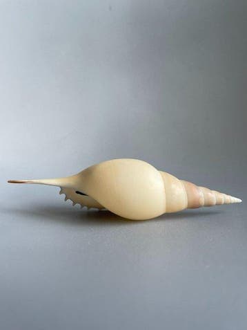 Pétoncle Coquillage marin - Very complete Tenuitibia