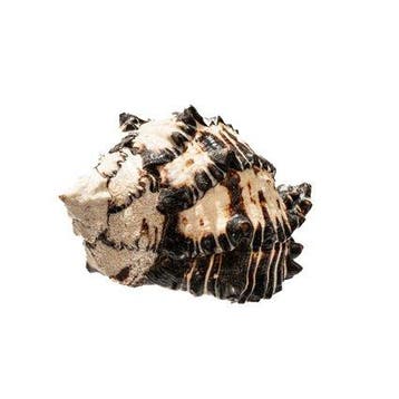 Zwarte Ramo-Murex-schelp | Chicoreus ramosus zwart - Top