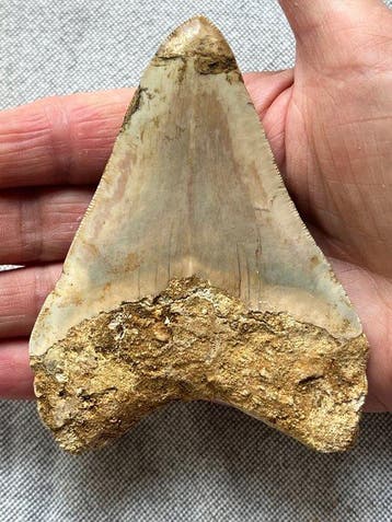 Megalodon-tand 10,7 cm - Fossiele tand - Carcharocles