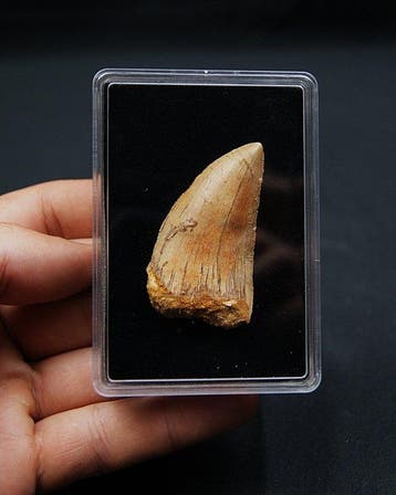 Carcharodontosaure - Dents fossiles - Carcharodontosaurus, Collections
