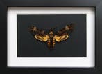Papillon de nuit Support de corps entier pour taxidermie -