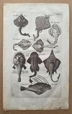 Matthaus II Merian (1621-1687) - Gravure met /roggen/vissen