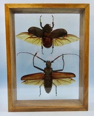 Insekt Taxidermie wandmontage - Eupatorus Gracilcornus /