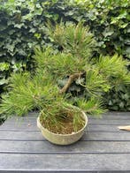 Den bonsai (Pinus) - Hoogte (boom): 48 cm - Diepte (boom):