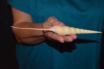 Zeeslak Zeeschelp - S-639 TIBIA FUSUS (Zonder minimumprijs)