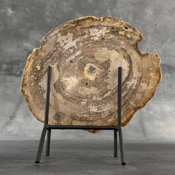Magnifique tranche de bois pétrifié sur un socle