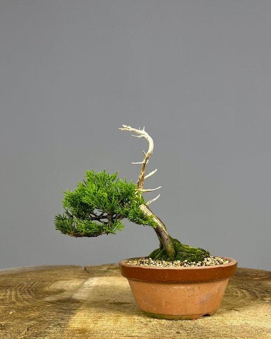Jeneverbes bonsai (Juniperus) - Hoogte (boom): 18 cm -, Antiek en Kunst, Curiosa en Brocante