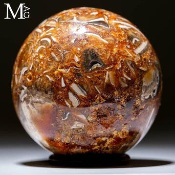 Oud gefossiliseerde ammonietbol - Mozaïek van krijtzeeleven