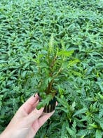 Hygrophila Pinnatifida (Aquariumplanten, Aquarium producten), Verzenden, Nieuw, Plant(en), Steen of Hout