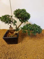Japanese holly bonsai (Ilex crenata) - Hoogte (boom): 24 cm