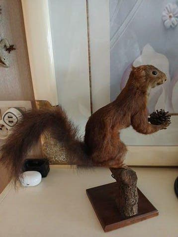 Eekhoorn Taxidermie volledige montage - Sciurus vulgaris -, Nieuw