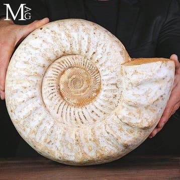 Jurassisch fossiel ammoniet - Grote Kranaosphinctes Rabei