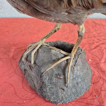 Gallinule poule deau Support mural pour taxidermie -