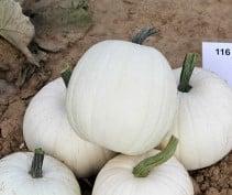 Baby Moon F1 PMT witte kleine pompoen kleinverpakking, Nieuw