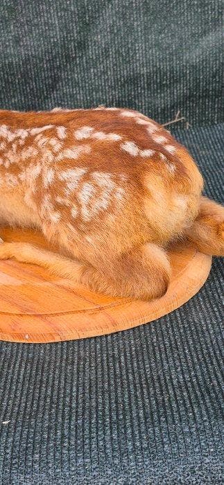 Faon de Cerf Support mural pour taxidermie - Cervus elaphus