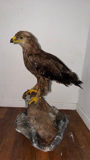 Aigle Support de corps entier pour taxidermie - Aquila, Nieuw