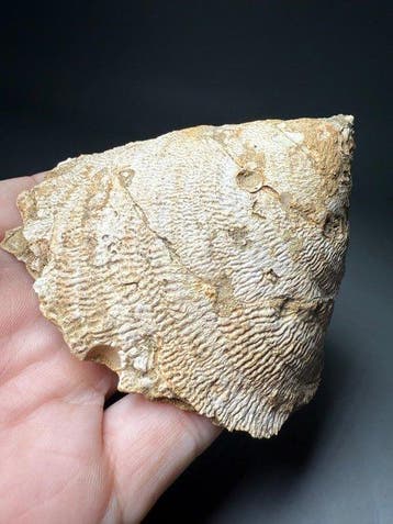 Indrukwekkende reusachtige slak - Gefossiliseerde schelp -, Verzamelen, Mineralen en Fossielen