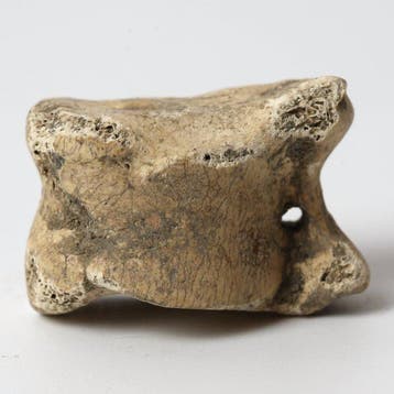 Oud-Romeins Been Astragalus (Knucklebone) voor gaming