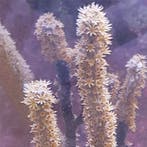 Eunicae Gorgonian L (Ong. 8-10 cm), Dieren en Toebehoren, Knaagdieren en Konijnen | Toebehoren, Verzenden, Nieuw