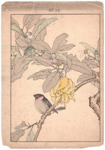 Eurasian Bullfinch on a Buddhas Hand branch - Japanese